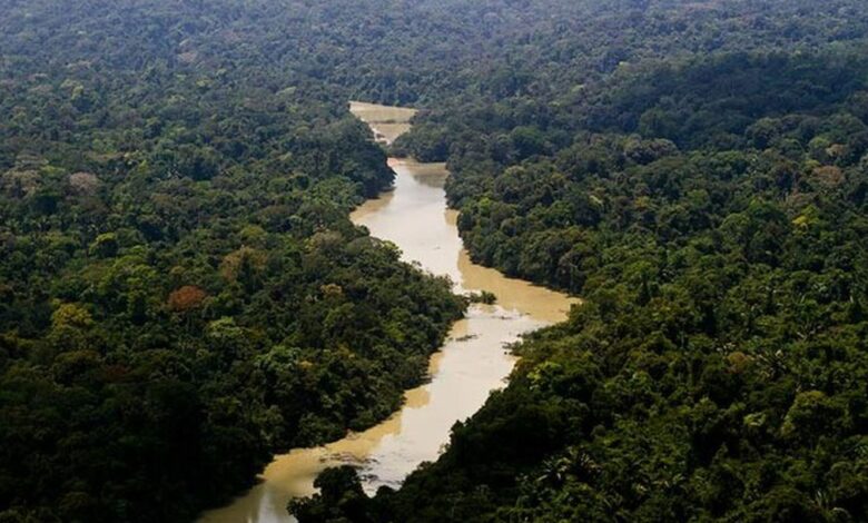 Dia da Amazônia: famílias criam modelo de negócio com restauração